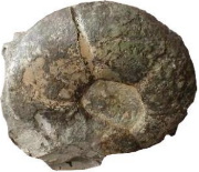 Fossile di ammonite rinvenuto in Francia-Entra per comprare fossili on line